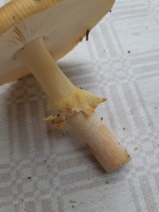 Amanita regalis - Мухомор королевский