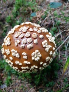 Amanita regalis - Мухомор королевский