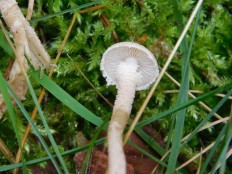 Cystoderma carcharias - Зонтик шелушистый