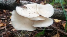 Вёшенка лёгочная