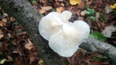 Вёшенка лёгочная