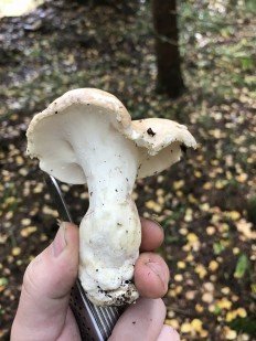 Трутовик овечий