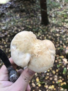 Трутовик овечий