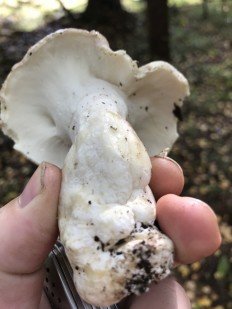 Трутовик овечий