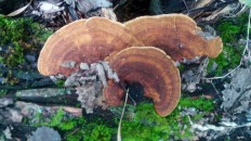 Траметес охряный