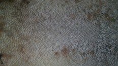 Траметес охряный