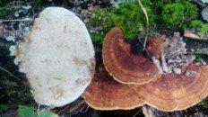 Траметес охряный