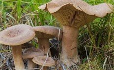 Млечник серо-розовый