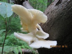 Вёшенка лёгочная