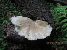 Вёшенка лёгочная