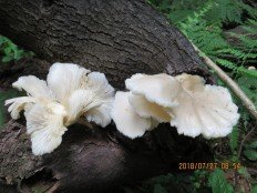 Вёшенка лёгочная