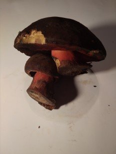 Дубовик крапчатый