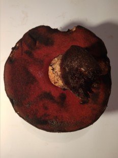 Дубовик крапчатый