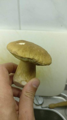 Белый гриб берёзовый