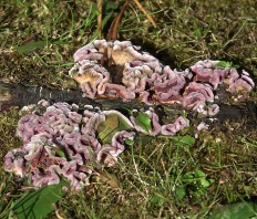 Chondrostereum purpureum - Стереум пурпурный