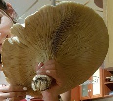 Leucopaxillus lepistoides - Ложносвинуха рядовковидная