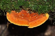 Pycnoporellus fulgens - Пикнопореллус блестящий
