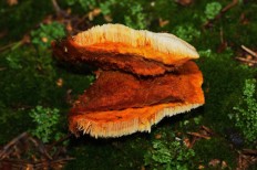 Pycnoporellus fulgens - Пикнопореллус блестящий