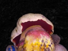 Rubroboletus satanas - Сатанинский гриб