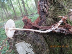 Hymenopellis radicata - Ксерула корневая