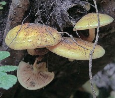 Pholiota alnicola - Огнёвка ольховая (Чешуйчатка ольховая)