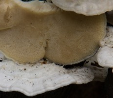 Trametes pubescens - Траметес покрытый