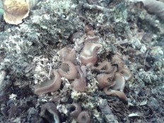 Humaria hemisphaerica - Гумария полушаровидная
