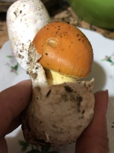 Amanita caesarea - Цезарский гриб (Мухомор цезаря)