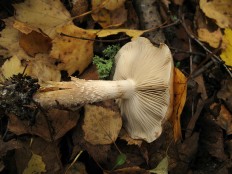 Pholiota lenta - Чешуйчатка клейкая