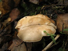 Pholiota lenta - Чешуйчатка клейкая