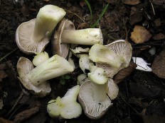 Tricholoma guldeniae - Рядовка Гульден