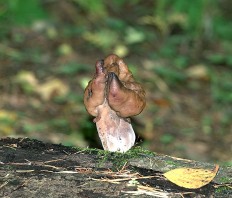 Gyromitra infula - Строчок рогатый