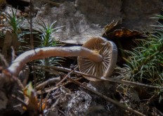 Cortinarius paleaceus - Паутинник плёнчатый