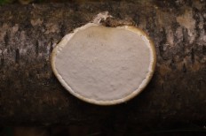 Fomitopsis betulina - Трутовик берёзовый