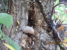 Phellinus igniarius - Трутовик ложный обожжённый