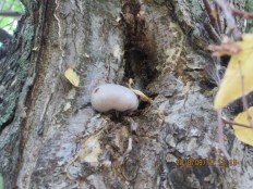 Phellinus igniarius - Трутовик ложный обожжённый