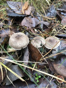 Tricholoma scalpturatum - Рядовка серебристая