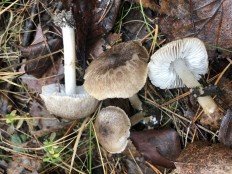 Tricholoma scalpturatum - Рядовка серебристая