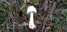 Leucoagaricus leucothites - Белошампиньон краснопластинчатый