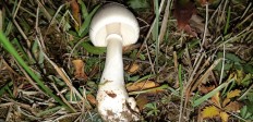 Leucoagaricus leucothites - Белошампиньон краснопластинчатый