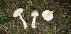 Leucoagaricus leucothites - Белошампиньон краснопластинчатый