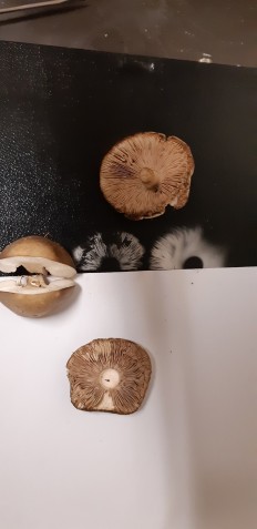 Leucoagaricus leucothites - Белошампиньон краснопластинчатый