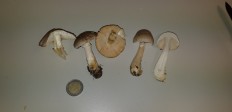 Leucoagaricus leucothites - Белошампиньон краснопластинчатый