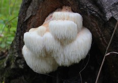 Hericium erinaceus - Ежовик гребенчатый