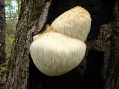 Hericium erinaceus - Ежовик гребенчатый