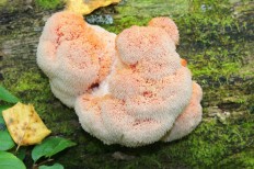 Hericium erinaceus - Ежовик гребенчатый