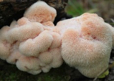 Hericium erinaceus - Ежовик гребенчатый