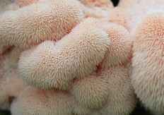 Hericium erinaceus - Ежовик гребенчатый