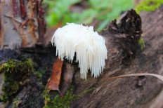 Hericium erinaceus - Ежовик гребенчатый