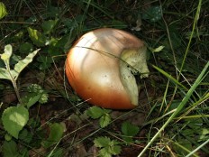 Amanita caesarea - Цезарский гриб (Мухомор цезаря)